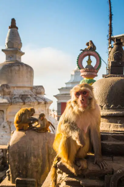 Buddhist Monasteries