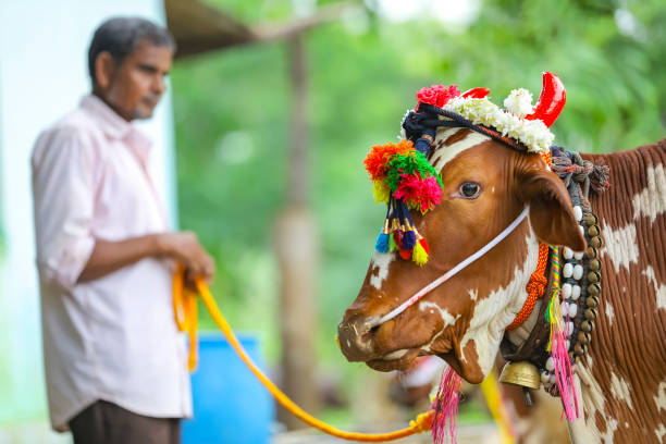 Pongal