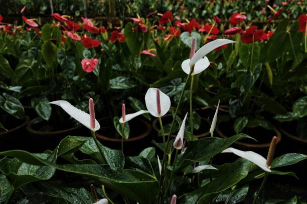 Anthurium Festival