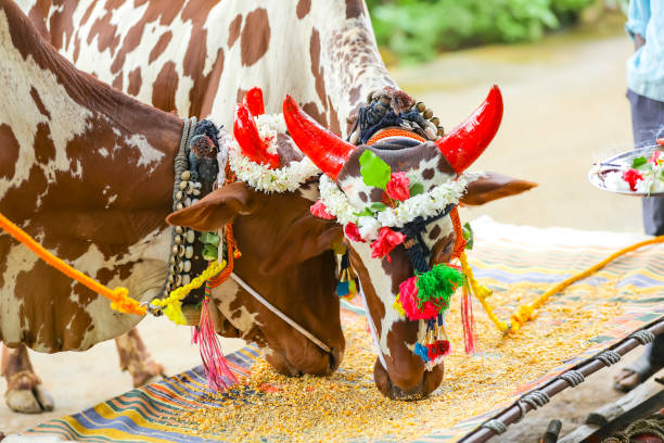 Bhogi