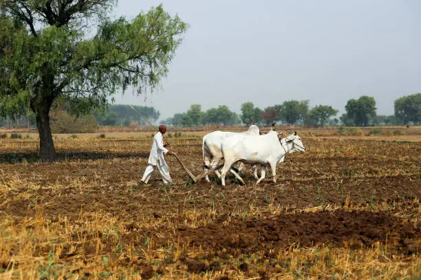 Hal Punhya