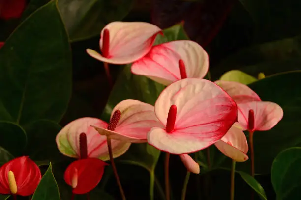 Anthurium Festival