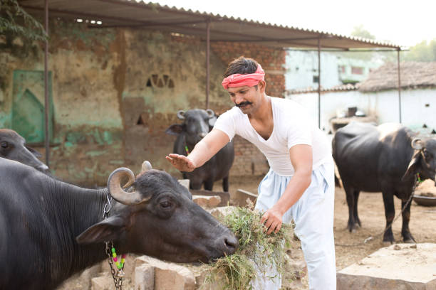 Jallikattu Bull Festival