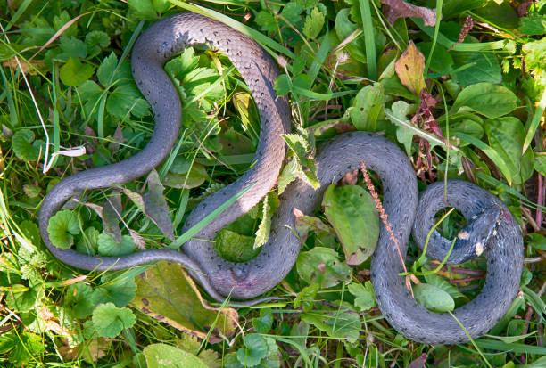 Nag Panchami