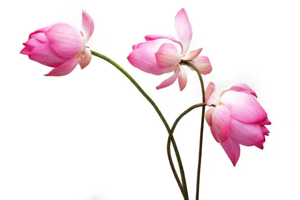 Buddha Purnima Gift Ideas 2025